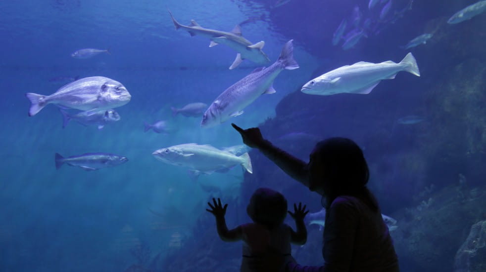 Children at aquarium